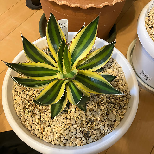 koshiregutyoさんの部屋