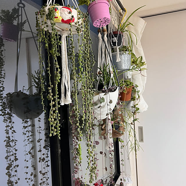 玄関/入り口/庭/雑貨/多肉植物/観葉植物...などのインテリア実例 - 2024-10-19 20:39:43