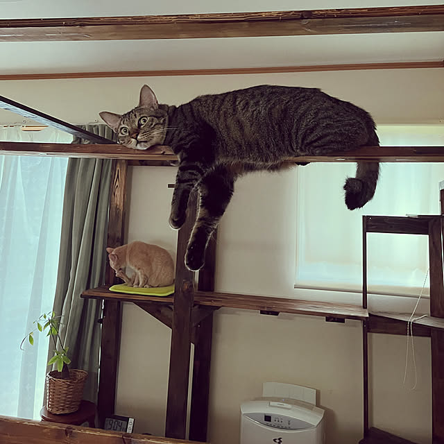 mikan161さんの実例写真