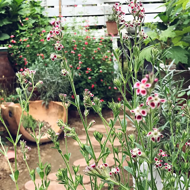 kokko3さんの実例写真