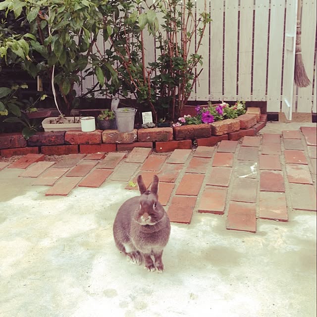 honohinaさんの実例写真