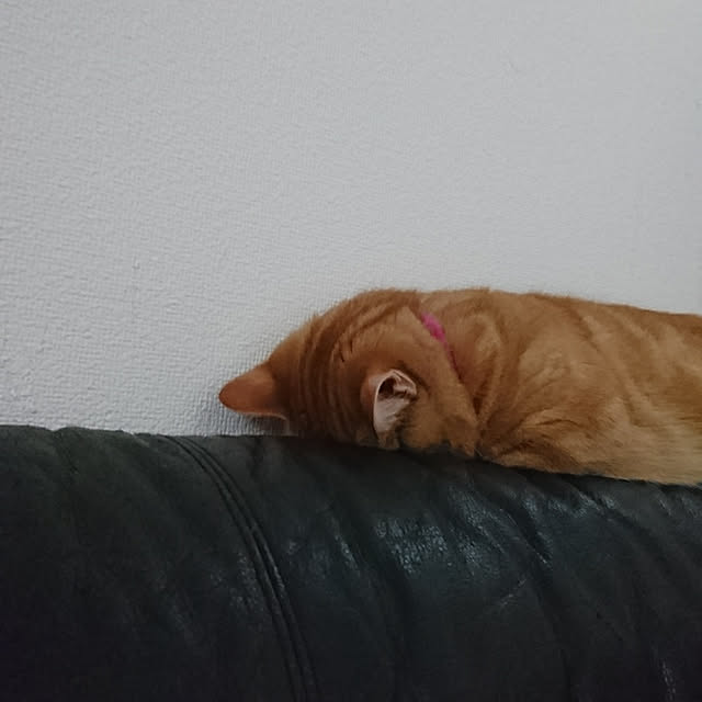 shinobuさんの実例写真