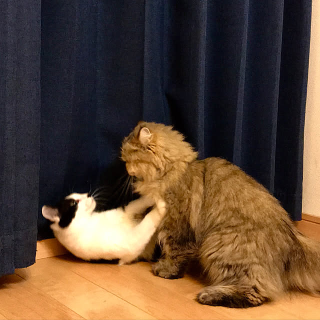 butachanさんの実例写真