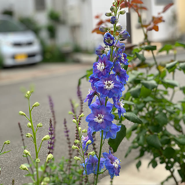 kekokekoさんの実例写真