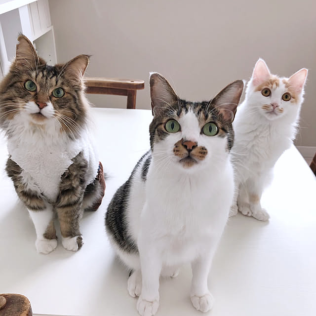 yuchiさんの実例写真
