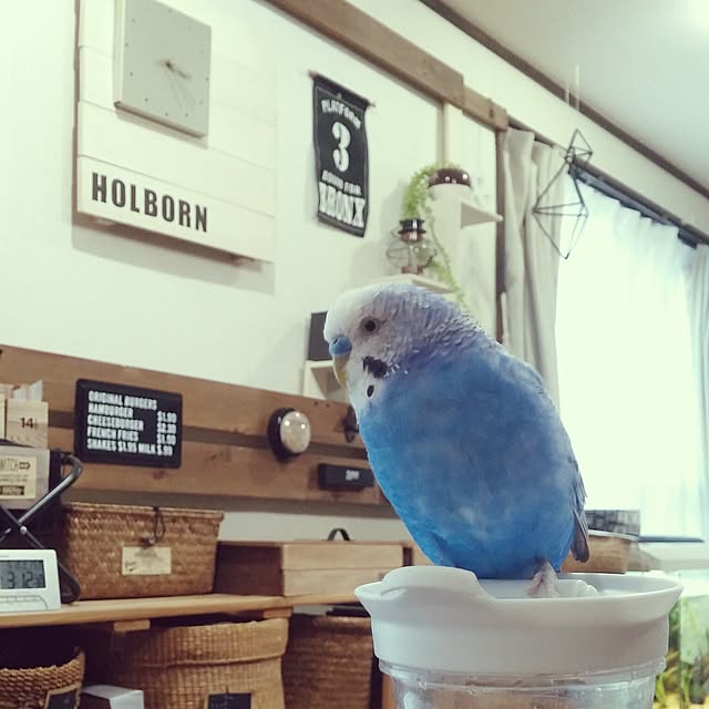 opiopiopiさんの実例写真
