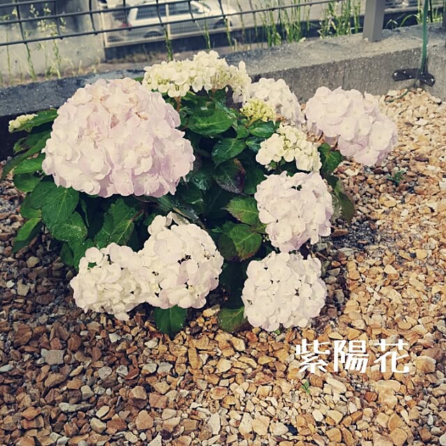 masarinn.さんの実例写真
