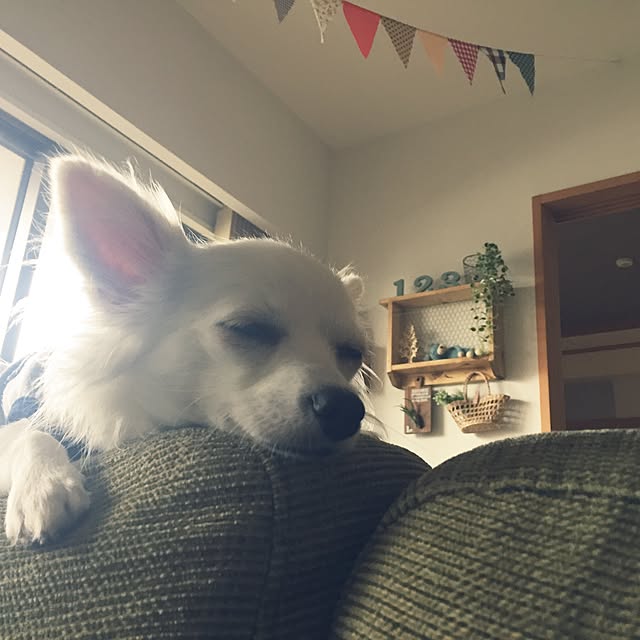 macoさんの実例写真