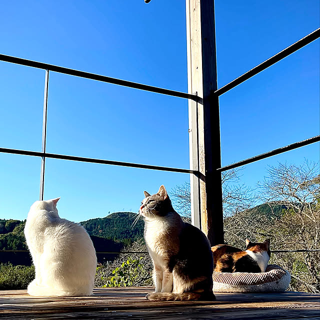 sakurasakuさんの実例写真