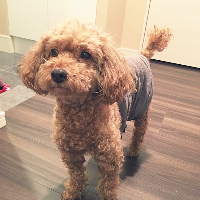 CURL38さんの実例写真