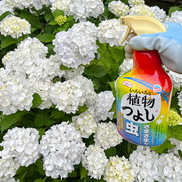 いろいろな植物つよし/アースガーデン/害虫対策/植物のある暮らし/ガーデニング...などのインテリア実例 - 2023-06-10 12:49:59