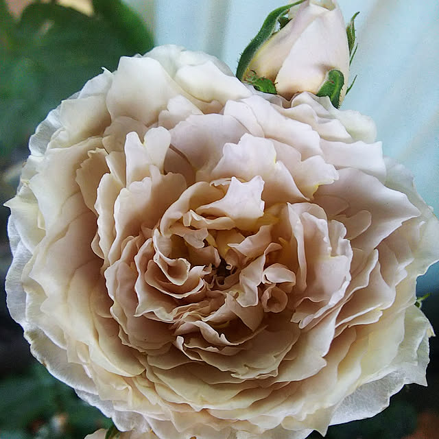 hiromimiさんの実例写真