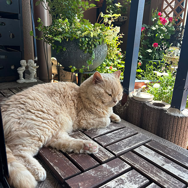 naokoさんの部屋
