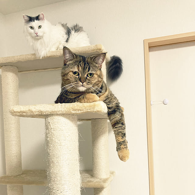 aiさんの実例写真