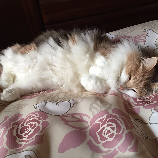 nanaさんの実例写真