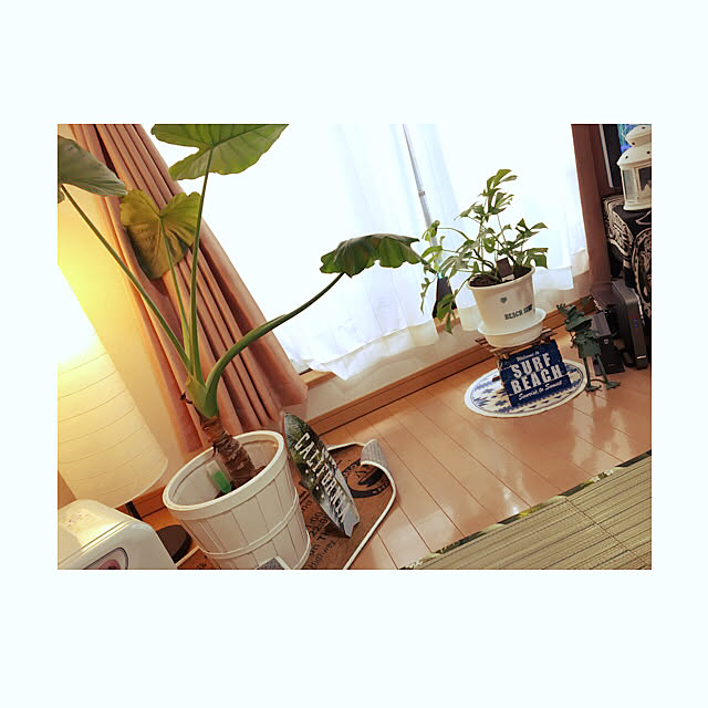 charpiyさんの実例写真