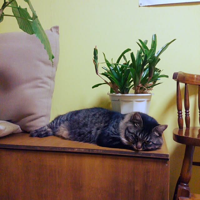 nannantottoさんの実例写真