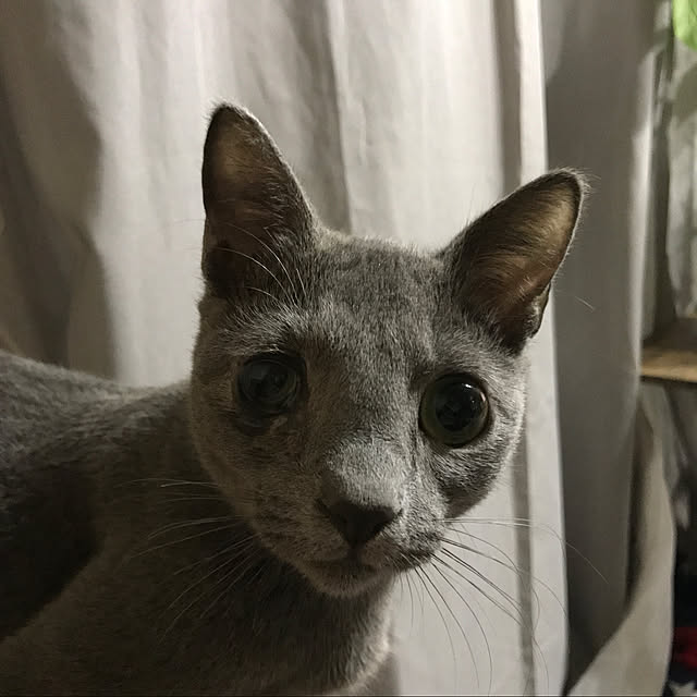ayualohaさんの実例写真