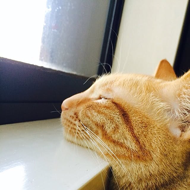 yoshi-yoshiさんの実例写真