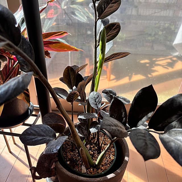 greycatsさんの部屋