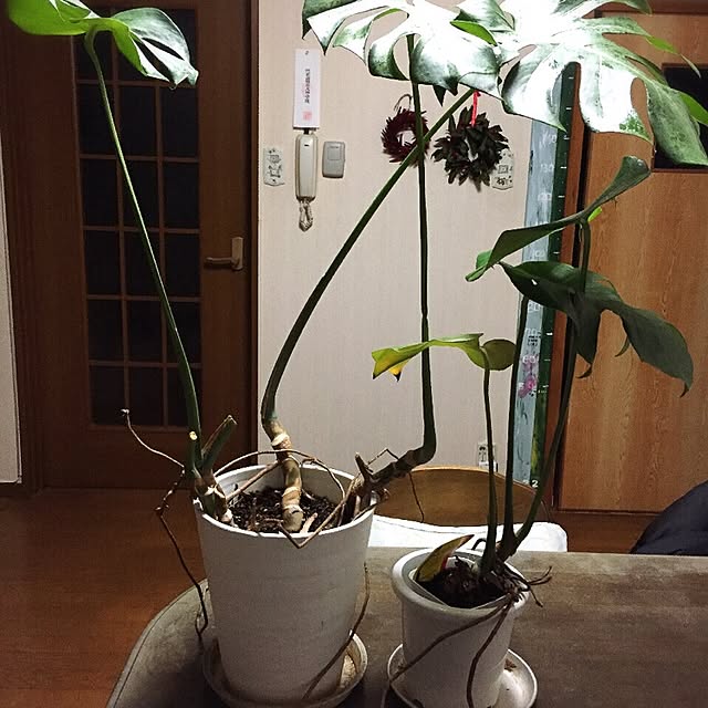 moririnさんの実例写真