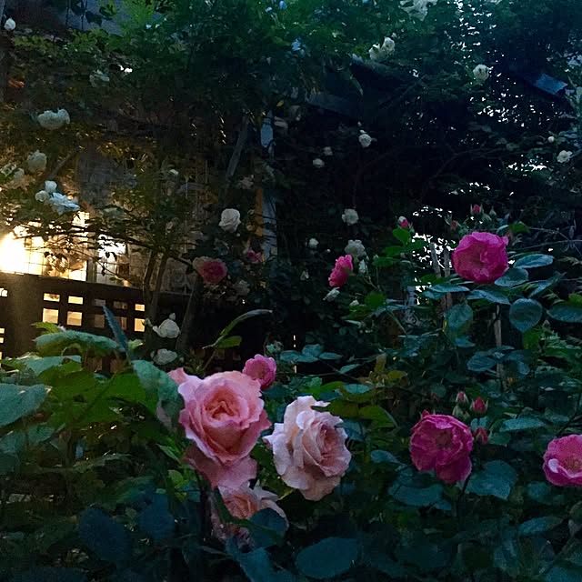 butachanさんの実例写真