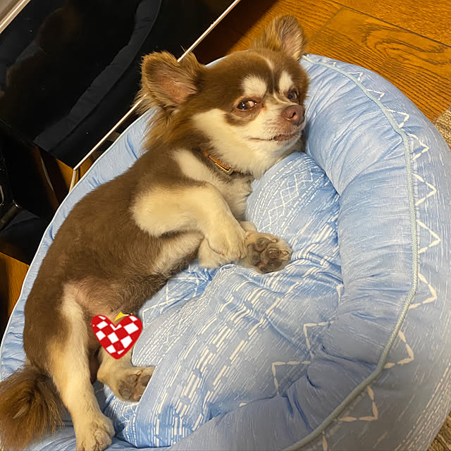 chIoeさんの実例写真
