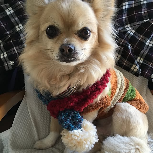 chocomamaさんの実例写真