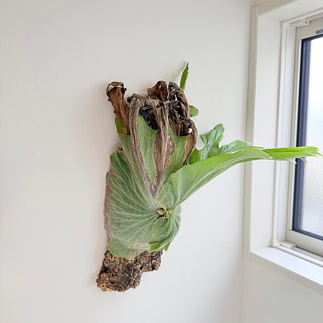 nuruiさんの実例写真