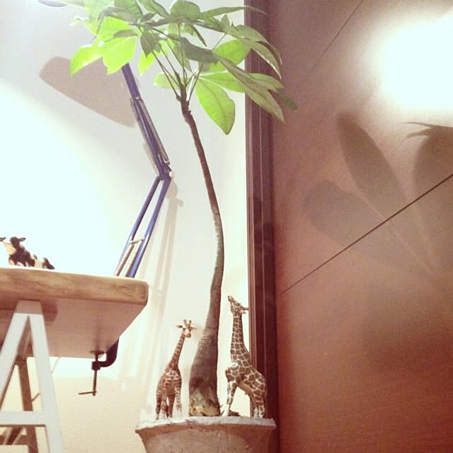 senさんの実例写真