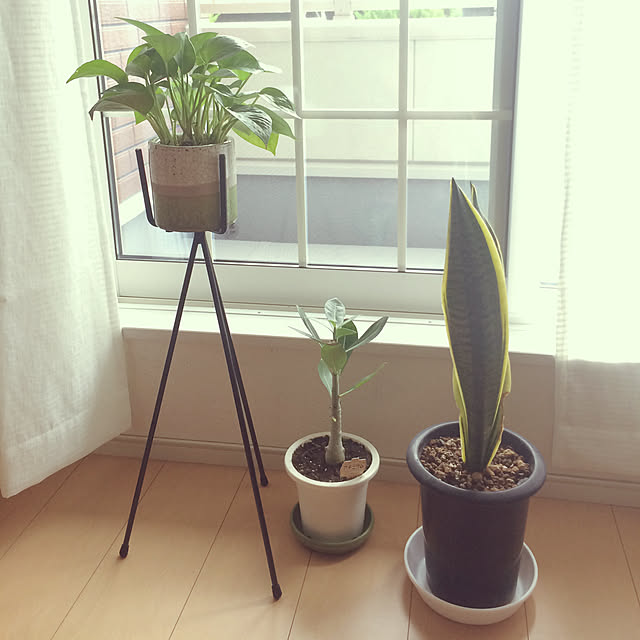 mikiiiiiiiさんの実例写真