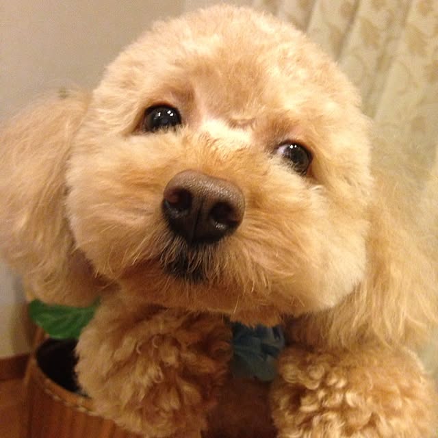 mintさんの実例写真