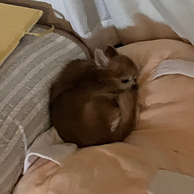 koroさんの実例写真