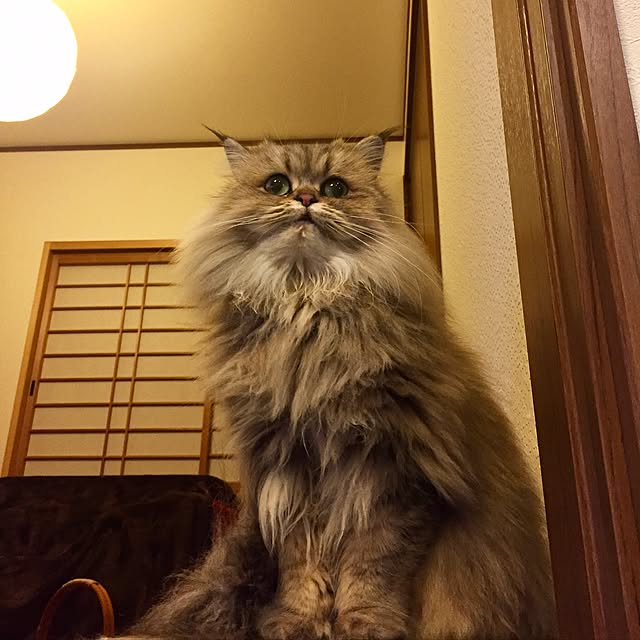 butachanさんの実例写真