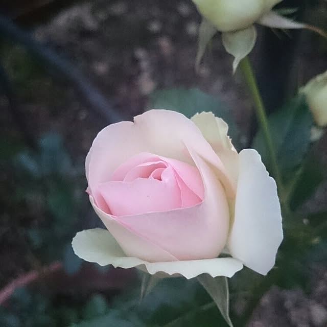 gurikoさんの実例写真