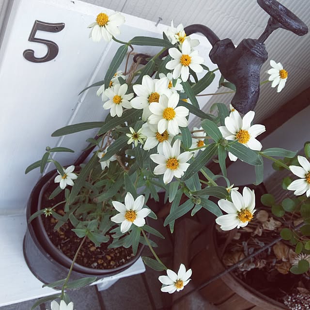 coccomomamaさんの実例写真