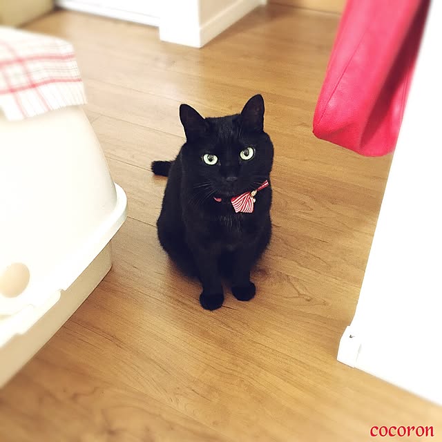 cocoronさんの実例写真