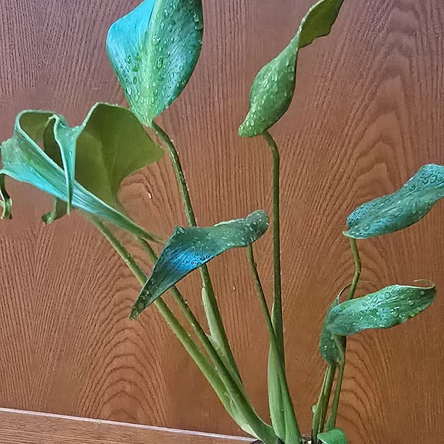 whiskerbloomさんの部屋