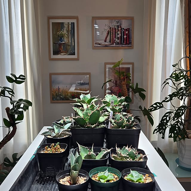 nonbiri_house_さんの部屋