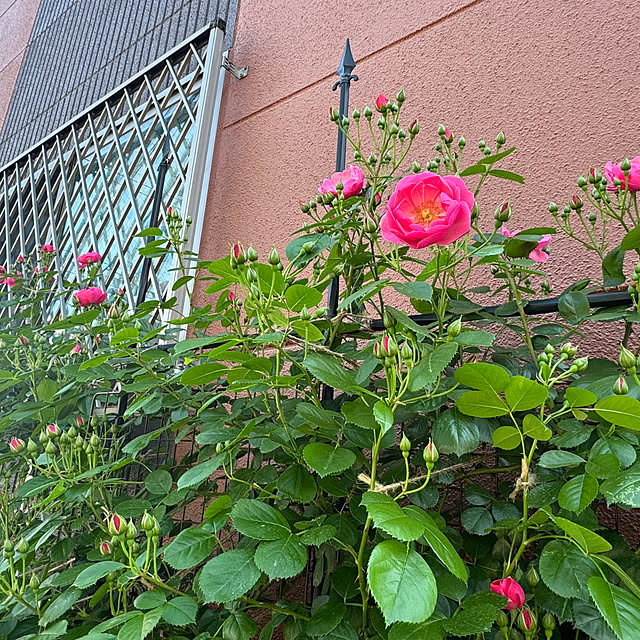 RoseLife5818さんの実例写真