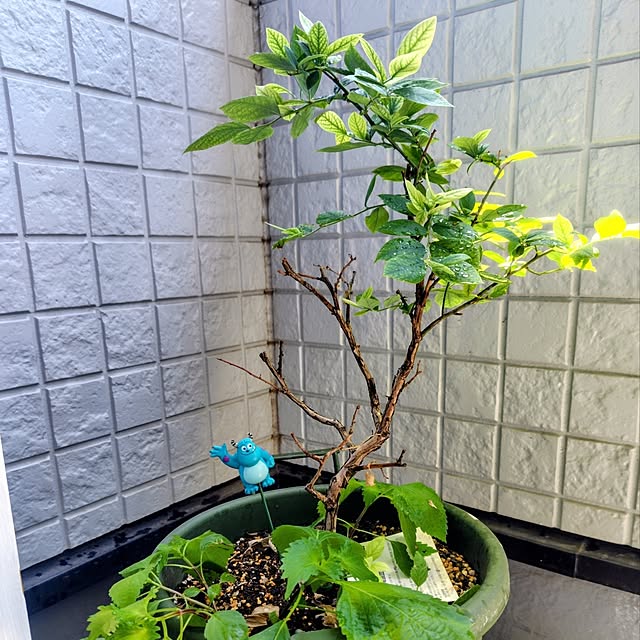 Ri-さんの実例写真