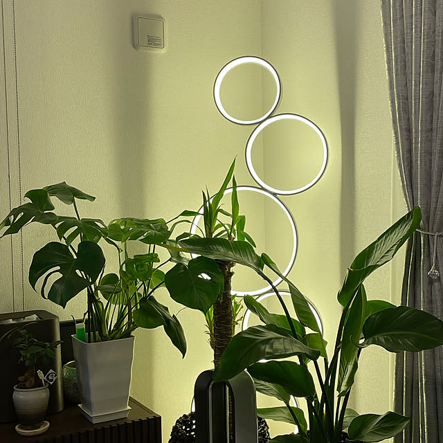 観葉植物/照明/部屋全体のインテリア実例 - 2021-05-19 19:46:13