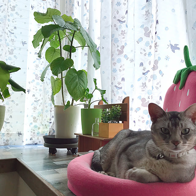kotoriさんの実例写真