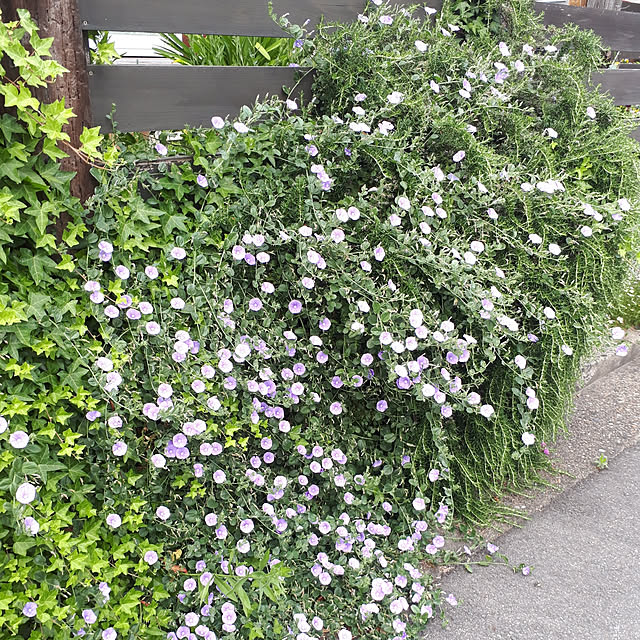 25gaeruさんの実例写真