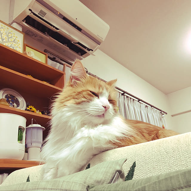 uchidaizuさんの実例写真