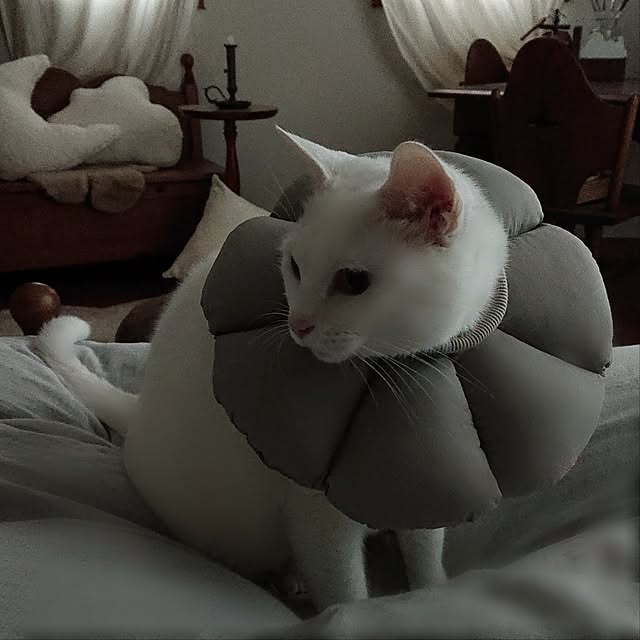 Ohigeさんの部屋