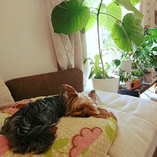akiさんの実例写真