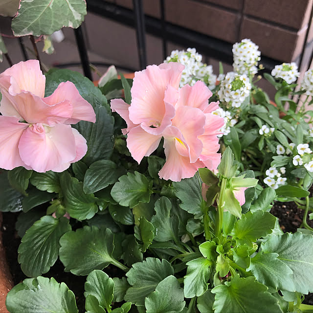 pino1227さんの実例写真
