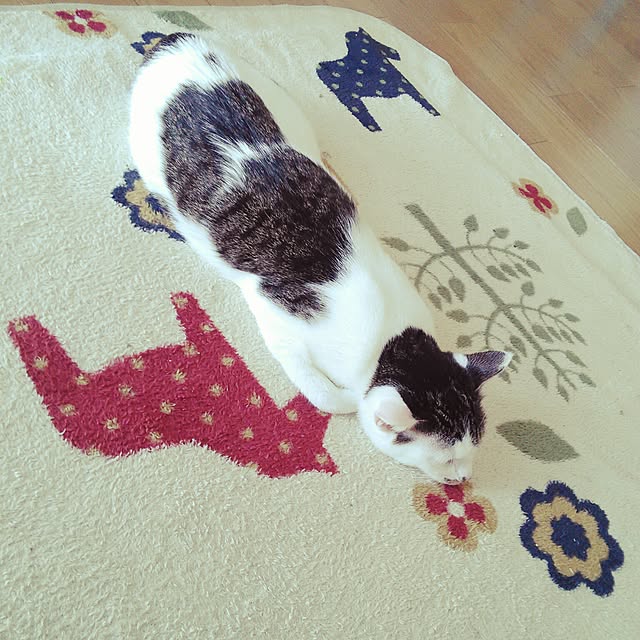 pouさんの実例写真