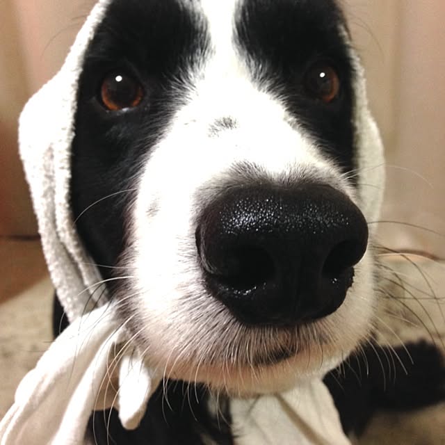 SterNさんの実例写真